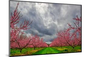 Apple Blossoms-Steven Maxx-Mounted Photographic Print