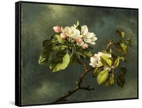 Apple Blossoms-Martin Johnson Heade-Framed Stretched Canvas