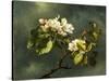 Apple Blossoms-Martin Johnson Heade-Stretched Canvas