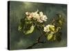 Apple Blossoms-Martin Johnson Heade-Stretched Canvas