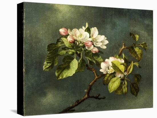 Apple Blossoms-Martin Johnson Heade-Stretched Canvas