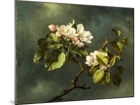 Apple Blossoms-Martin Johnson Heade-Mounted Giclee Print