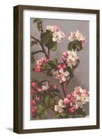 Apple Blossoms-null-Framed Art Print