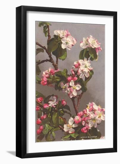 Apple Blossoms-null-Framed Art Print