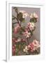 Apple Blossoms-null-Framed Art Print