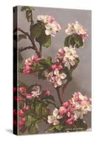 Apple Blossoms-null-Stretched Canvas