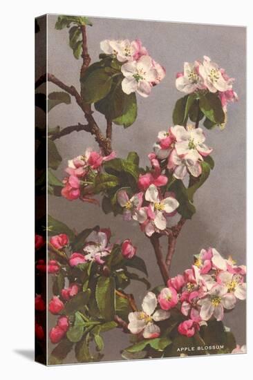 Apple Blossoms-null-Stretched Canvas