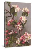 Apple Blossoms-null-Stretched Canvas