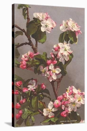 Apple Blossoms-null-Stretched Canvas