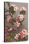 Apple Blossoms-null-Stretched Canvas