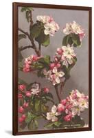 Apple Blossoms-null-Framed Art Print