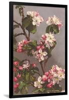 Apple Blossoms-null-Framed Art Print