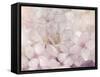 Apple Blossoms-Julia Purinton-Framed Stretched Canvas