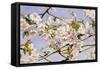 Apple Blossoms-John William Hill-Framed Stretched Canvas