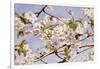 Apple Blossoms-John William Hill-Framed Art Print