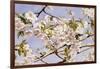 Apple Blossoms-John William Hill-Framed Art Print