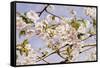 Apple Blossoms-John William Hill-Framed Stretched Canvas