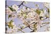 Apple Blossoms-John William Hill-Stretched Canvas