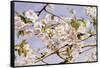 Apple Blossoms-John William Hill-Framed Stretched Canvas