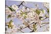 Apple Blossoms-John William Hill-Stretched Canvas