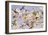 Apple Blossoms-John William Hill-Framed Art Print