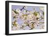 Apple Blossoms-John William Hill-Framed Art Print