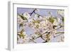 Apple Blossoms-John William Hill-Framed Art Print