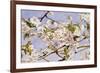 Apple Blossoms-John William Hill-Framed Art Print