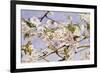 Apple Blossoms-John William Hill-Framed Art Print