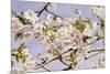 Apple Blossoms-John William Hill-Mounted Art Print