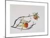 Apple Branch, 1999-Rebecca John-Mounted Giclee Print