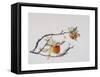 Apple Branch, 1999-Rebecca John-Framed Stretched Canvas