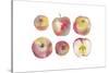 Apple Collective-Kristine Hegre-Stretched Canvas