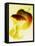 Apple Core-Jo Kirchherr-Framed Stretched Canvas