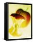 Apple Core-Jo Kirchherr-Framed Stretched Canvas