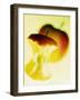 Apple Core-Jo Kirchherr-Framed Photographic Print