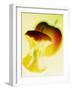 Apple Core-Jo Kirchherr-Framed Photographic Print