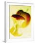 Apple Core-Jo Kirchherr-Framed Photographic Print