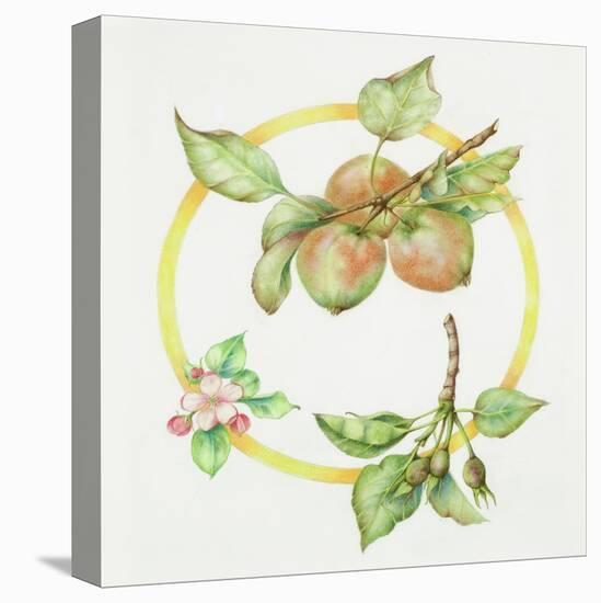 Apple Cycle-Deborah Kopka-Stretched Canvas