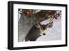 Apple Deer-Chris Vest-Framed Art Print