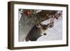 Apple Deer-Chris Vest-Framed Art Print