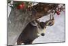 Apple Deer-Chris Vest-Mounted Art Print