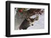 Apple Deer-Chris Vest-Framed Art Print