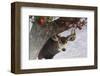 Apple Deer-Chris Vest-Framed Art Print