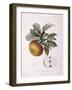 Apple Doux Amer Gris Henry Louis Duhamel Du Monceau, Botanical Plate by Pierre Jean Francois Turpin-null-Framed Giclee Print