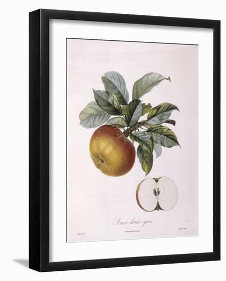 Apple Doux Amer Gris Henry Louis Duhamel Du Monceau, Botanical Plate by Pierre Jean Francois Turpin-null-Framed Giclee Print