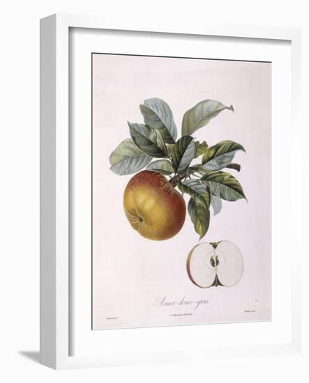 Apple Doux Amer Gris Henry Louis Duhamel Du Monceau, Botanical Plate by Pierre Jean Francois Turpin-null-Framed Giclee Print