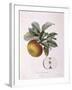 Apple Doux Amer Gris Henry Louis Duhamel Du Monceau, Botanical Plate by Pierre Jean Francois Turpin-null-Framed Giclee Print