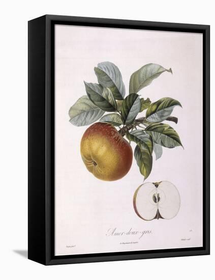 Apple Doux Amer Gris Henry Louis Duhamel Du Monceau, Botanical Plate by Pierre Jean Francois Turpin-null-Framed Stretched Canvas