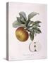 Apple Doux Amer Gris Henry Louis Duhamel Du Monceau, Botanical Plate by Pierre Jean Francois Turpin-null-Stretched Canvas